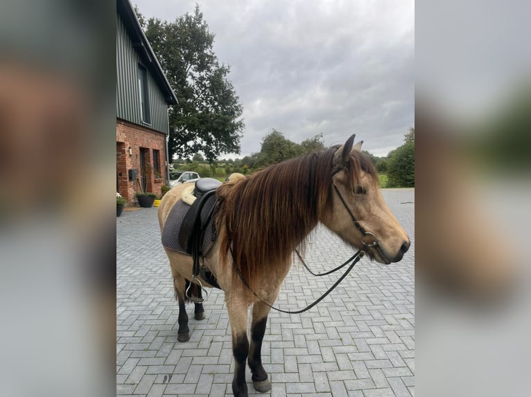 Islandpferd Stute 6 Jahre 136 cm in Blunk
