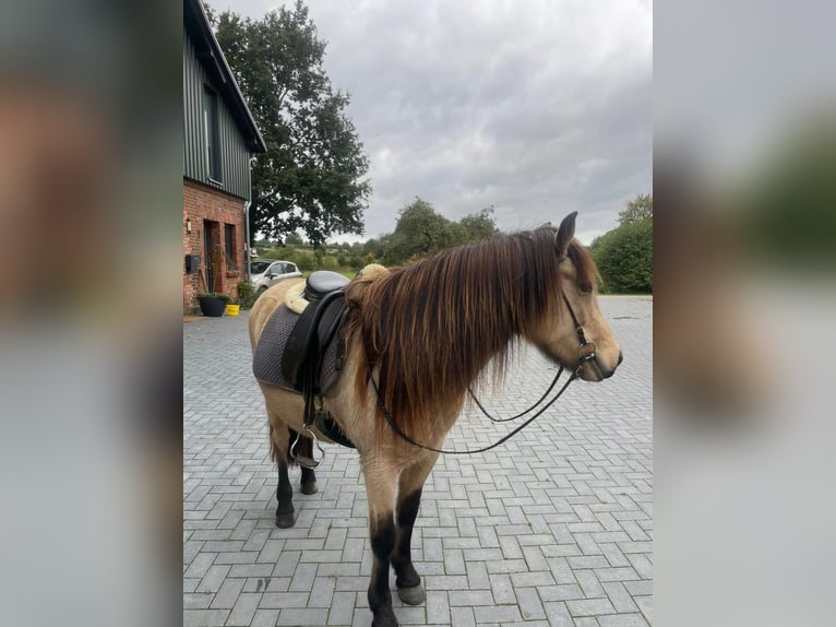 Islandpferd Stute 6 Jahre 136 cm in Blunk