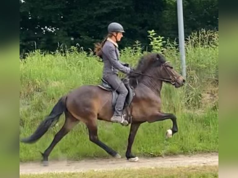 Islandpferd Stute 6 Jahre 137 cm Dunkelbrauner in Wiemersdorf