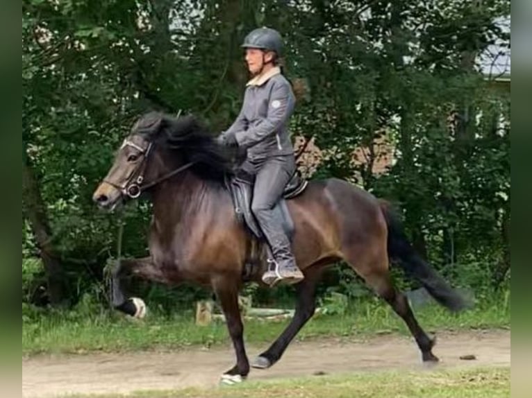 Islandpferd Stute 6 Jahre 137 cm Dunkelbrauner in Wiemersdorf