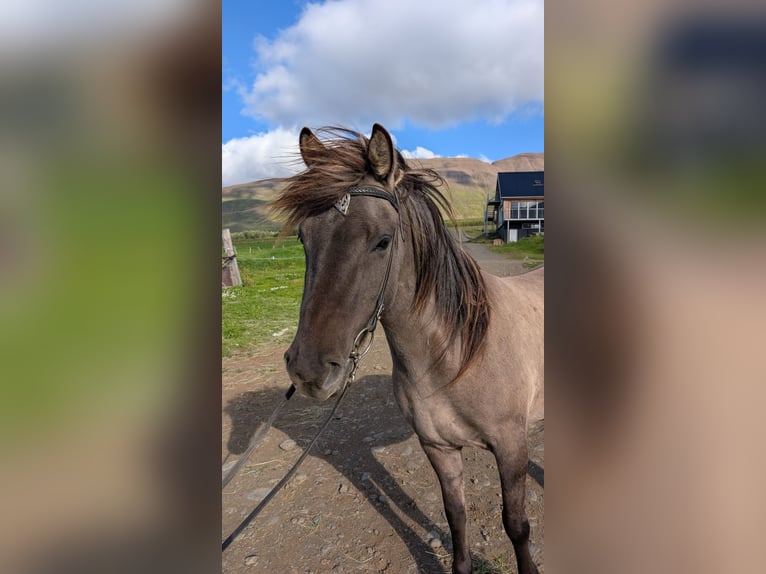 Islandpferd Stute 6 Jahre 137 cm Falbe in Akureyri