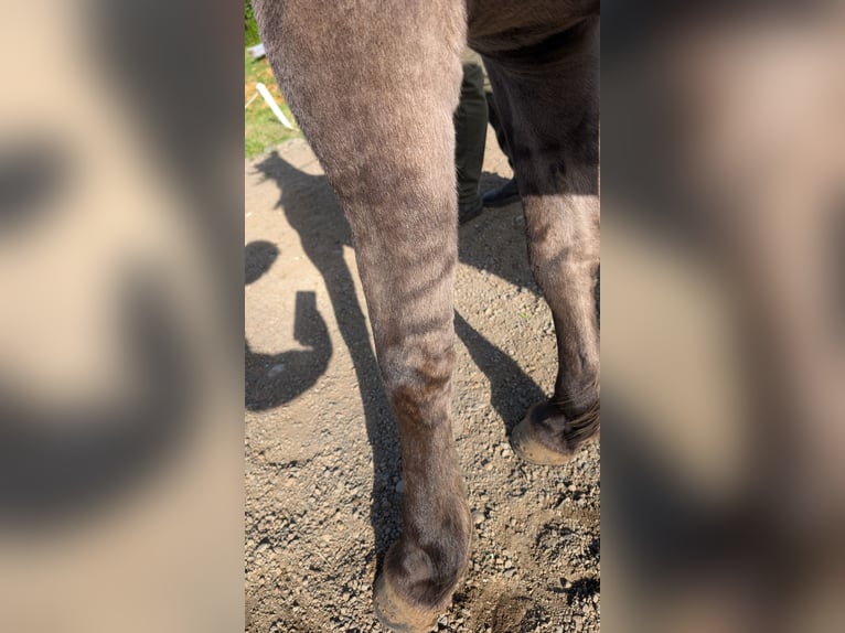 Islandpferd Stute 6 Jahre 137 cm Falbe in Akureyri