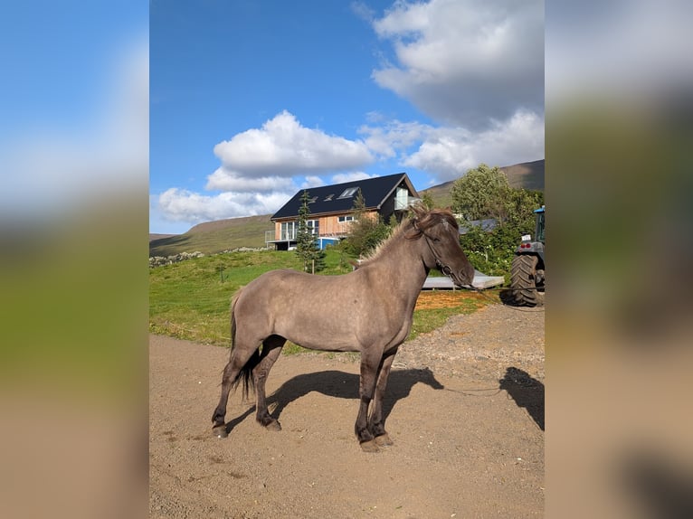 Islandpferd Stute 6 Jahre 137 cm Falbe in Akureyri