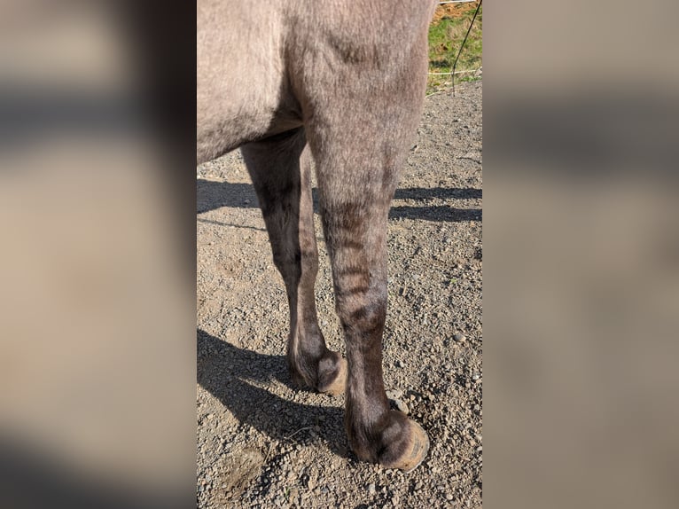Islandpferd Stute 6 Jahre 137 cm Falbe in Akureyri