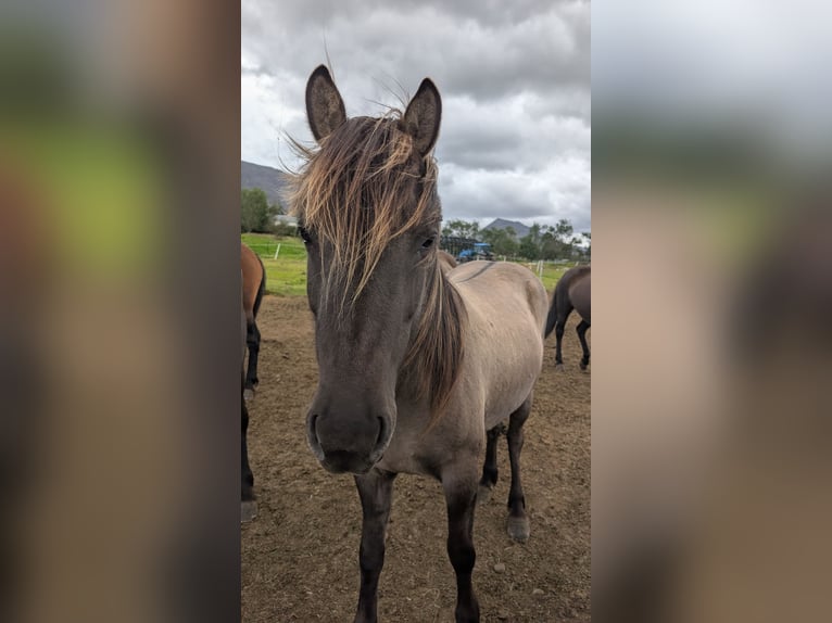 Islandpferd Stute 6 Jahre 137 cm Falbe in Akureyri