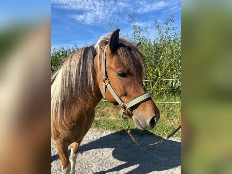 Islandpferd Stute 6 Jahre 137 cm Schecke in Geestland
