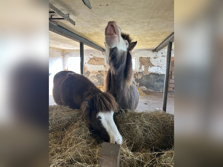 Islandpferd Stute 6 Jahre 138 cm  in Blunk