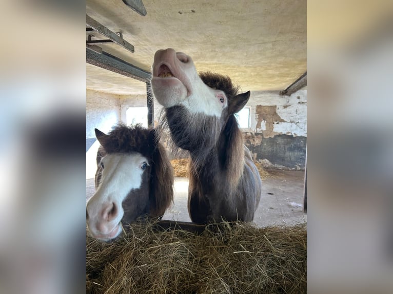 Islandpferd Stute 6 Jahre 138 cm  in Blunk