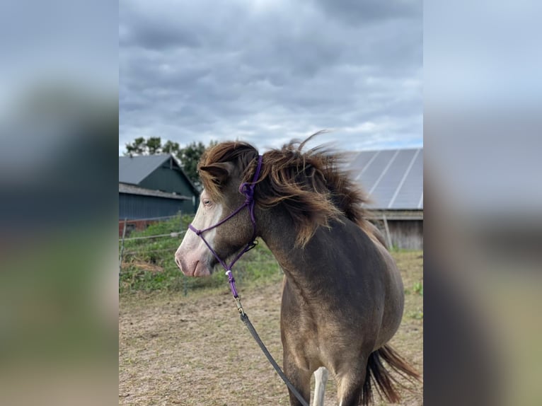 Islandpferd Stute 6 Jahre 138 cm in Blunk
