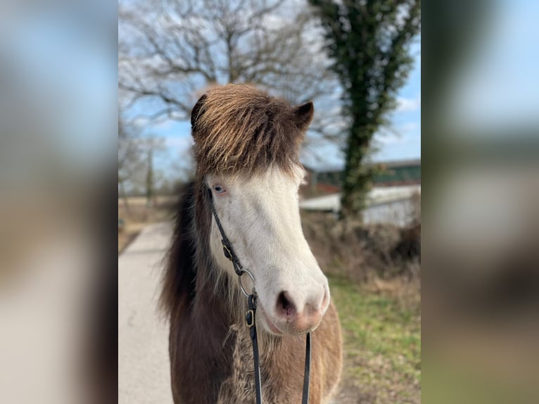 Islandpferd Stute 6 Jahre 138 cm  in Blunk
