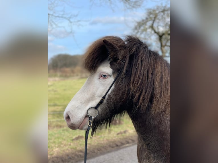 Islandpferd Stute 6 Jahre 138 cm  in Blunk