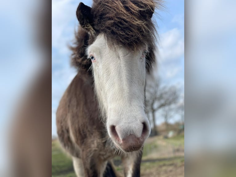 Islandpferd Stute 6 Jahre 138 cm  in Blunk