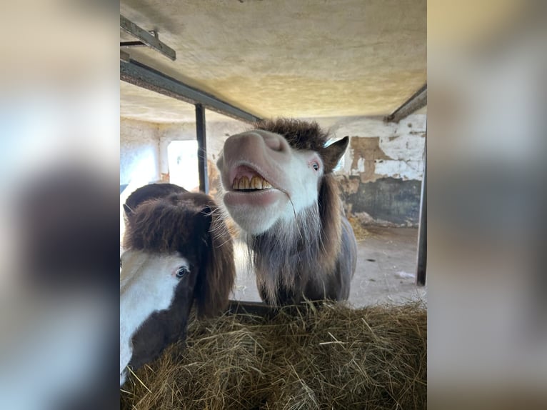 Islandpferd Stute 6 Jahre 138 cm  in Blunk