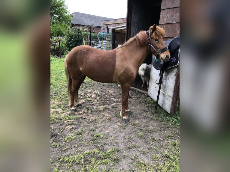 Islandpferd Stute 6 Jahre 138 cm Fuchs in Puurs