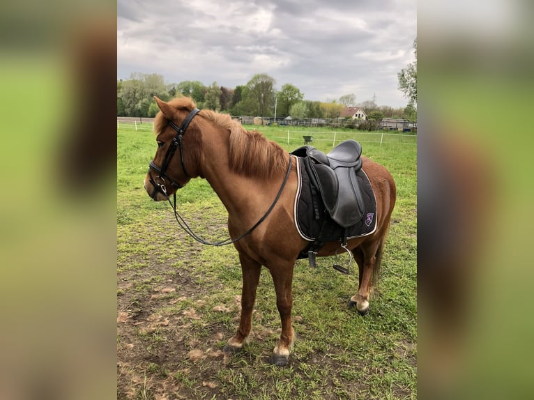 Islandpferd Stute 6 Jahre 138 cm Fuchs in Puurs
