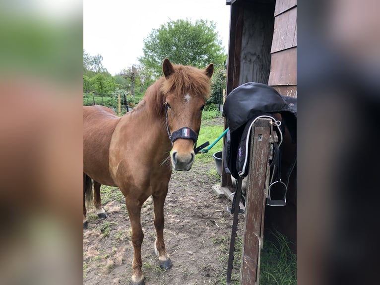 Islandpferd Stute 6 Jahre 138 cm Fuchs in Puurs