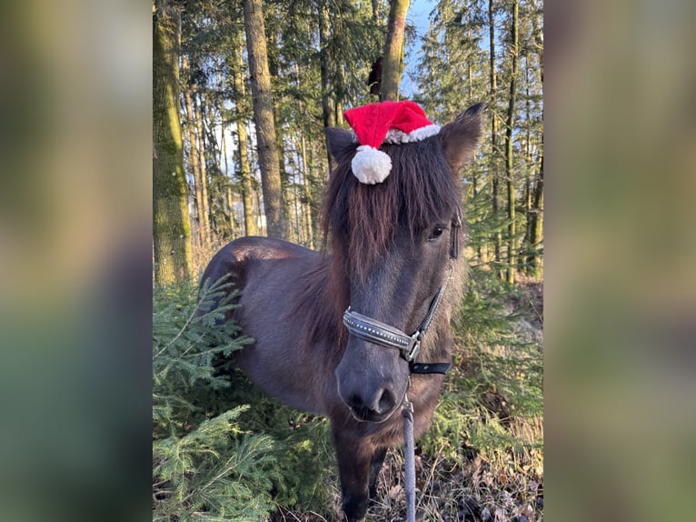 Islandpferd Stute 6 Jahre 138 cm Rappe in Kumhausen