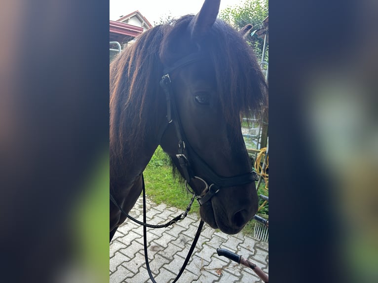 Islandpferd Stute 6 Jahre 138 cm Rappe in Kumhausen