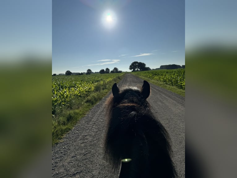 Islandpferd Stute 6 Jahre 138 cm Rappe in Engelschoff