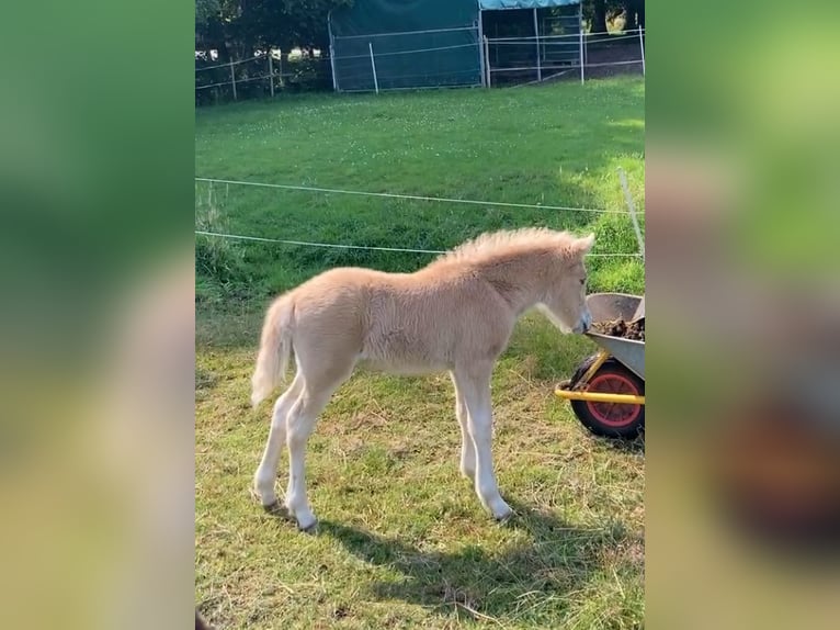 Islandpferd Stute 6 Jahre 138 cm Rappe in Engelschoff