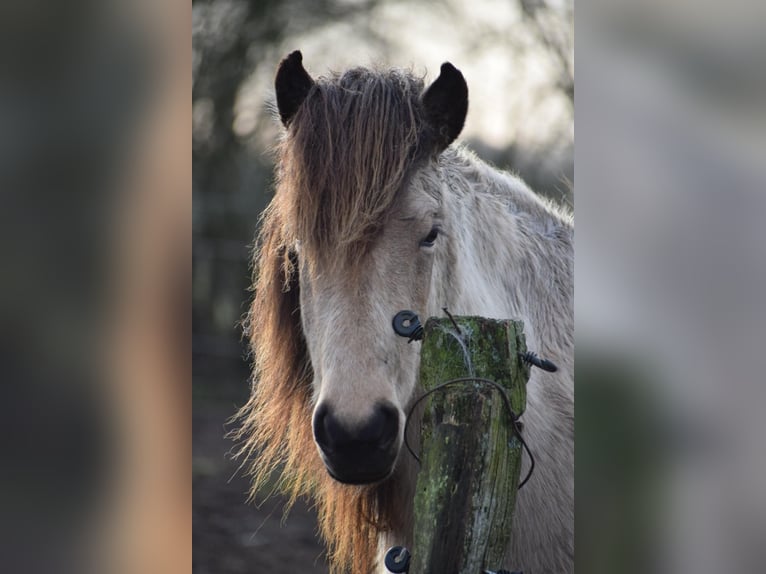 Islandpferd Stute 6 Jahre 138 cm in Blunk