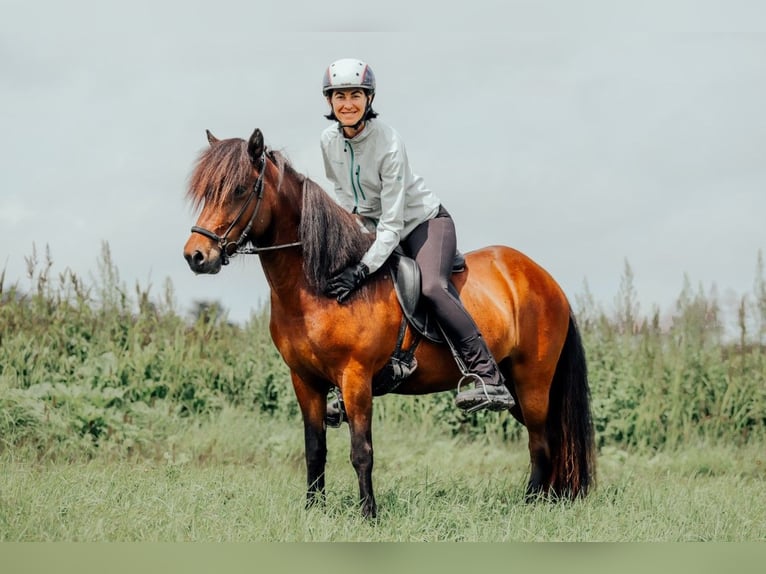 Islandpferd Stute 6 Jahre 139 cm Brauner in Taufkirchen an der Trattnach