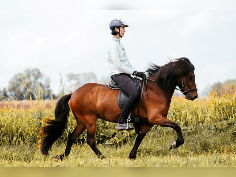 Islandpferd Stute 6 Jahre 139 cm Brauner in Taufkirchen an der Trattnach