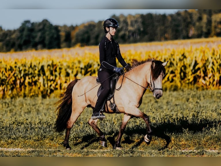 Islandpferd Stute 6 Jahre 139 cm Buckskin in Taufkirchen/Trattnach