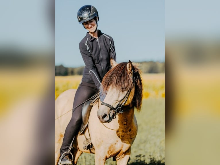 Islandpferd Stute 6 Jahre 139 cm Buckskin in Taufkirchen/Trattnach