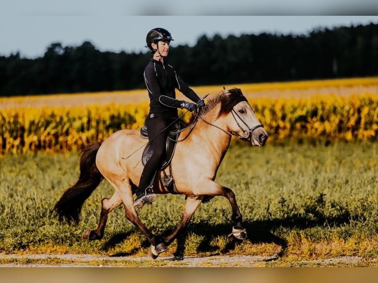 Islandpferd Stute 6 Jahre 139 cm Buckskin in Taufkirchen/Trattnach