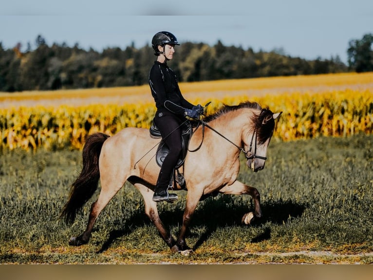 Islandpferd Stute 6 Jahre 139 cm Buckskin in Taufkirchen/Trattnach