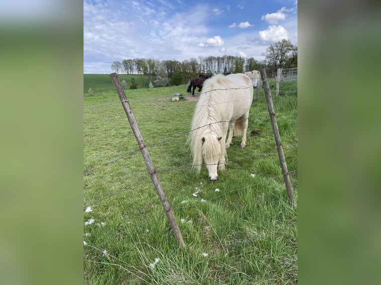 Islandpferd Stute 6 Jahre 139 cm Palomino in Königswinter