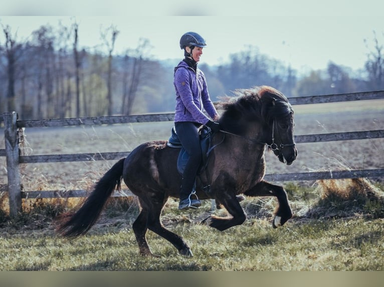 Islandpferd Stute 6 Jahre 139 cm Rappe in Taufkirchen an der Trattnach