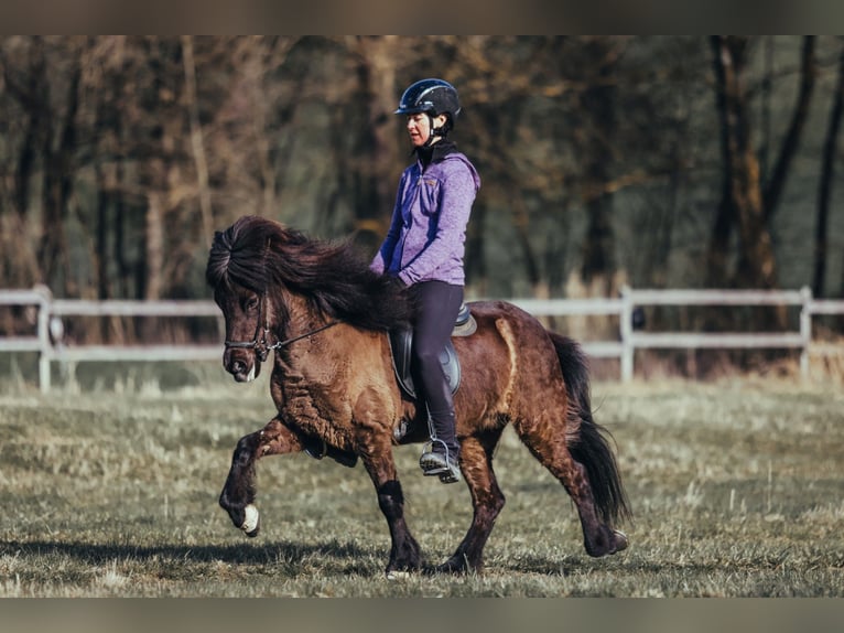 Islandpferd Stute 6 Jahre 139 cm Rappe in Taufkirchen an der Trattnach