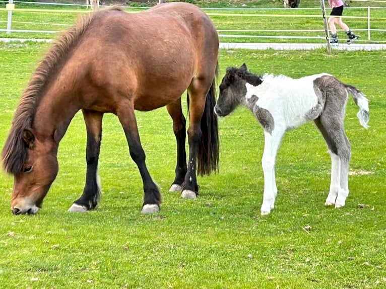 Islandpferd Stute 6 Jahre 139 cm Rotbrauner in Haiming