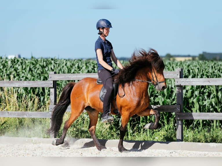 Islandpferd Stute 6 Jahre 140 cm Brauner in Taufkirchen an der Trattnach