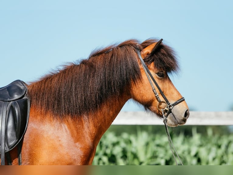 Islandpferd Stute 6 Jahre 140 cm Brauner in Taufkirchen an der Trattnach