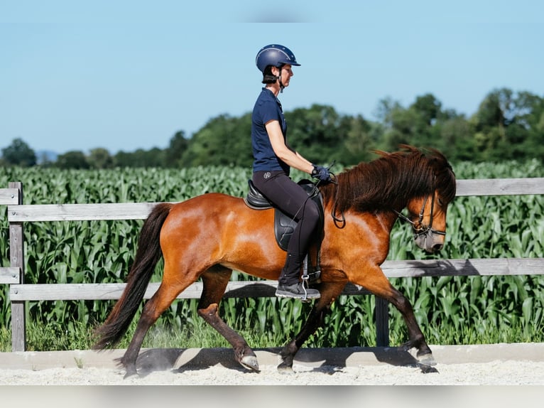 Islandpferd Stute 6 Jahre 140 cm Brauner in Taufkirchen an der Trattnach