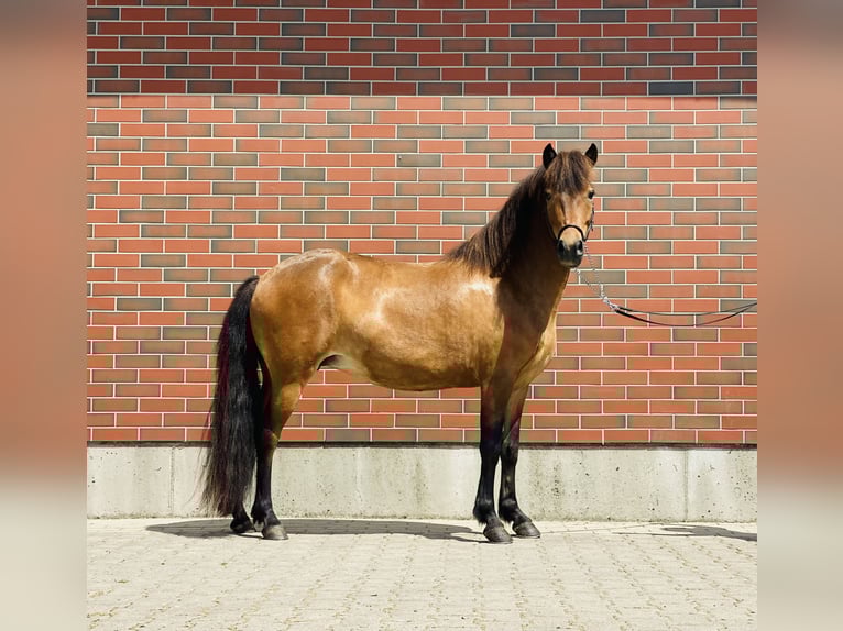 Islandpferd Stute 6 Jahre 140 cm Brauner in Zweibrücken