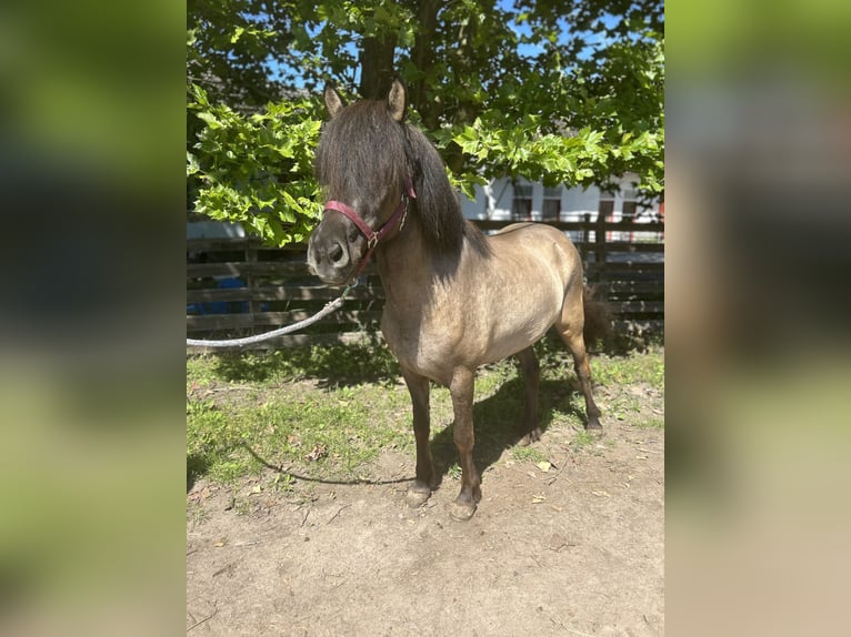 Islandpferd Stute 6 Jahre 140 cm Falbe in Hanhofen