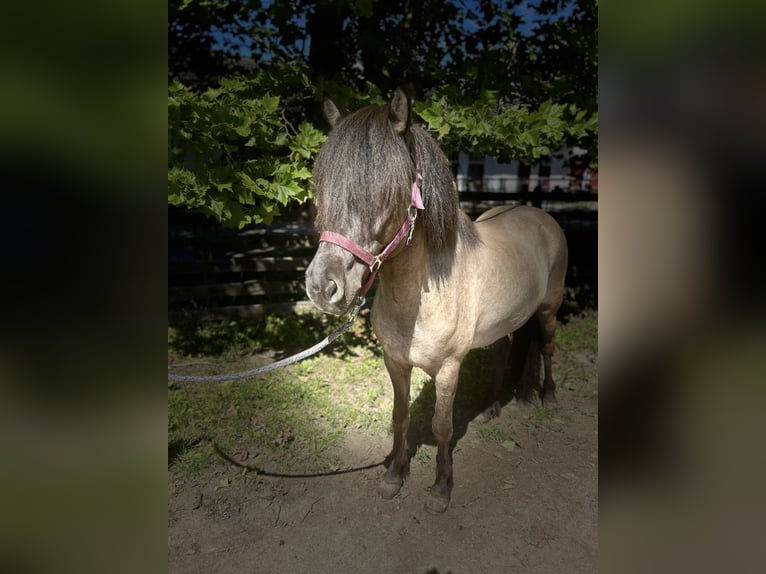 Islandpferd Stute 6 Jahre 140 cm Falbe in Hanhofen