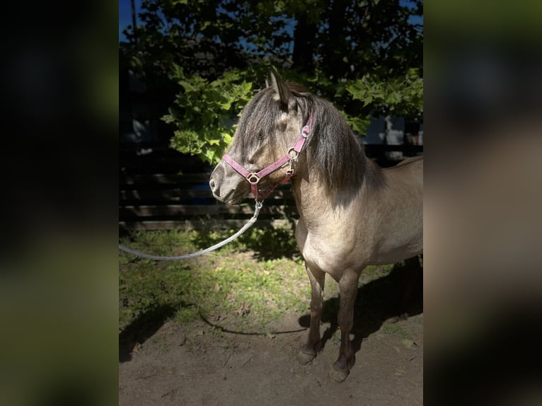 Islandpferd Stute 6 Jahre 140 cm Falbe in Hanhofen