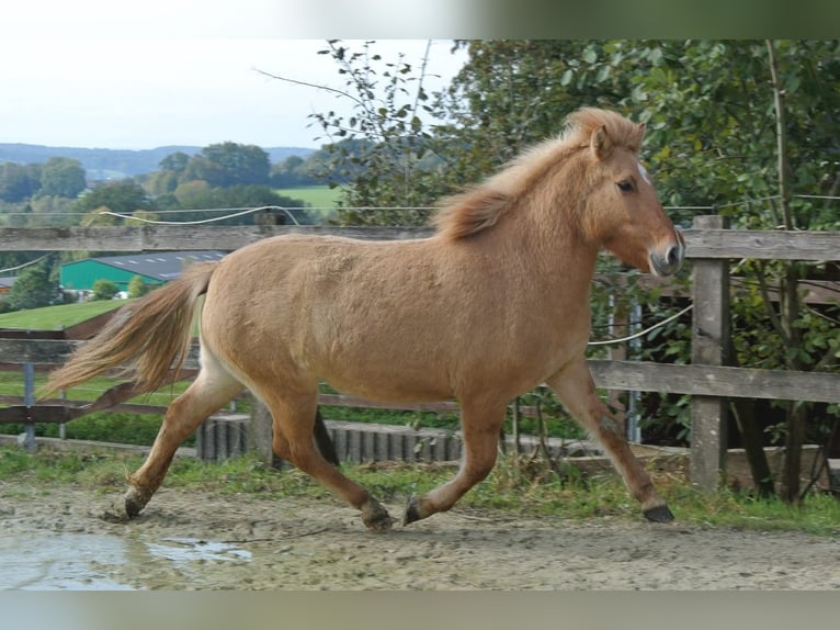 Islandpferd Stute 6 Jahre 140 cm Falbe in Gallin
