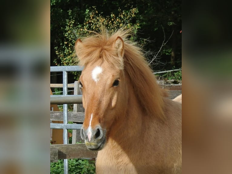 Islandpferd Stute 6 Jahre 140 cm Falbe in Gallin