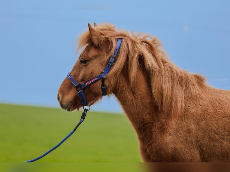 Islandpferd Stute 6 Jahre 140 cm Falbe in Straßwalchen