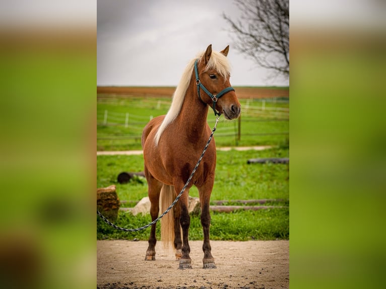 Islandpferd Stute 6 Jahre 140 cm in Aichtal
