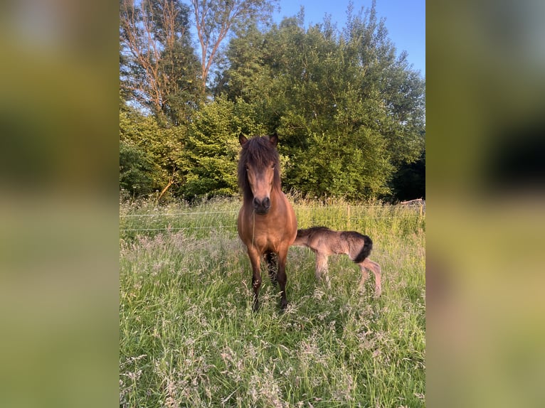 Islandpferd Stute 6 Jahre 140 cm  in Rheurdt