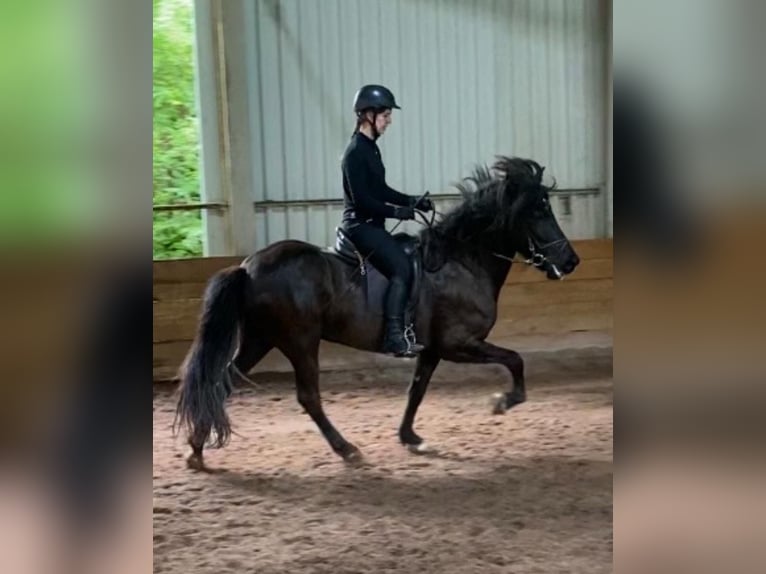 Islandpferd Stute 6 Jahre 140 cm Rappe in Walshausen