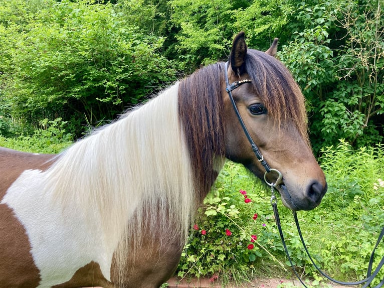 Islandpferd Stute 6 Jahre 140 cm Schecke in Hohenfelde