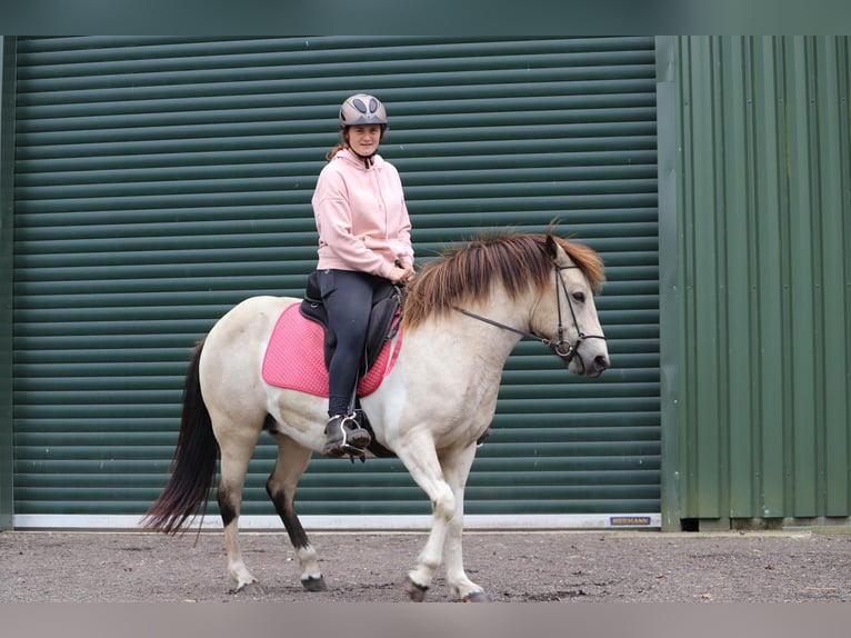 Islandpferd Stute 6 Jahre 140 cm Tobiano-alle-Farben in Blunk